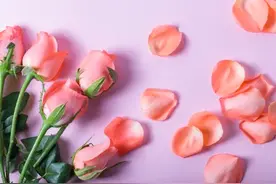 菜籽油本质上仍是一种植物油图片