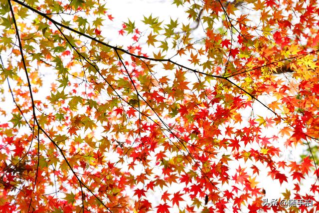 “枫”情万种，上海闵行红园枫叶色彩斑斓进入观赏季