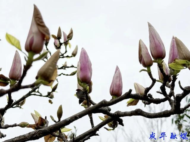 真羡慕你们住在李家沱的人！