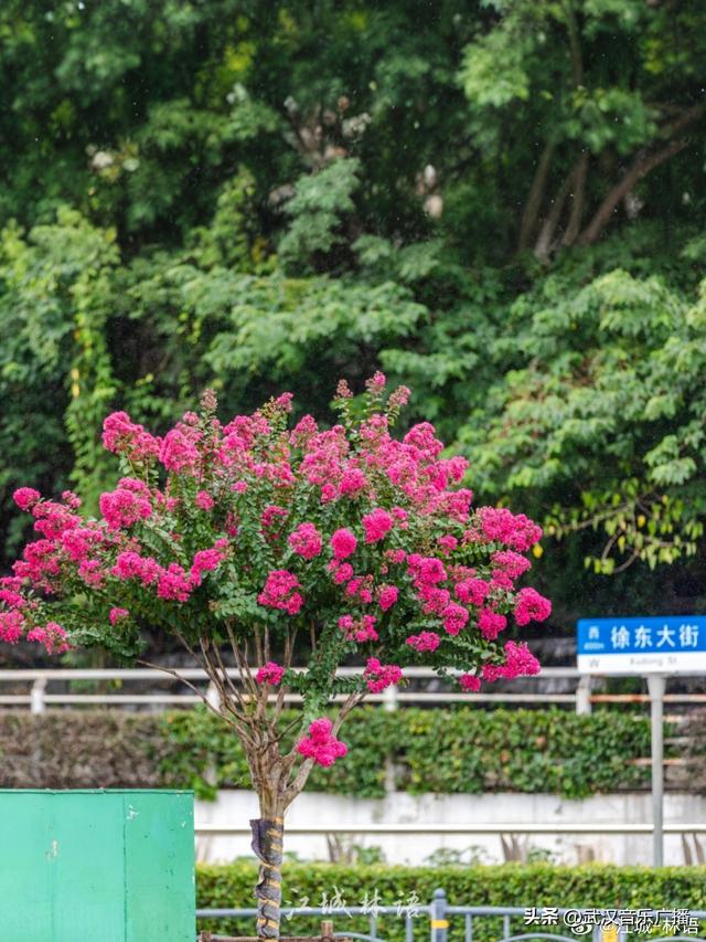 武汉“薇薇”一笑很倾城