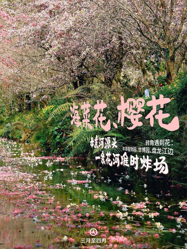 2500万人在昆明盘龙追过的花