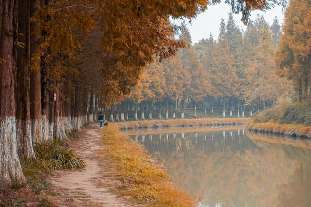 地铁直达！免费！成都20个绝美赏秋地，银杏水杉梧桐红枫限时上演！就在家门口！