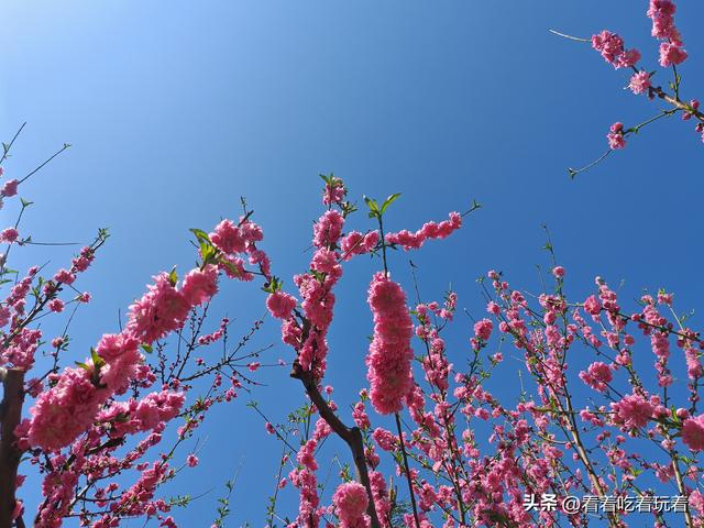 北京公园赏花记