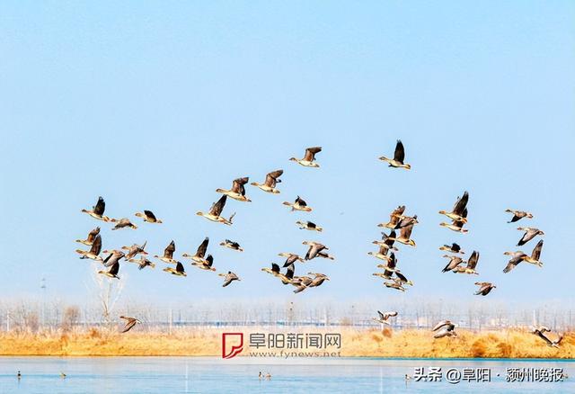 为你奉上一份“阜阳观鸟地图”