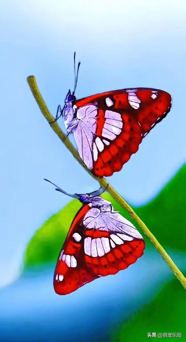 花园偶遇红白蝴蝶，停在花瓣上优雅起舞，随手一拍都是大片