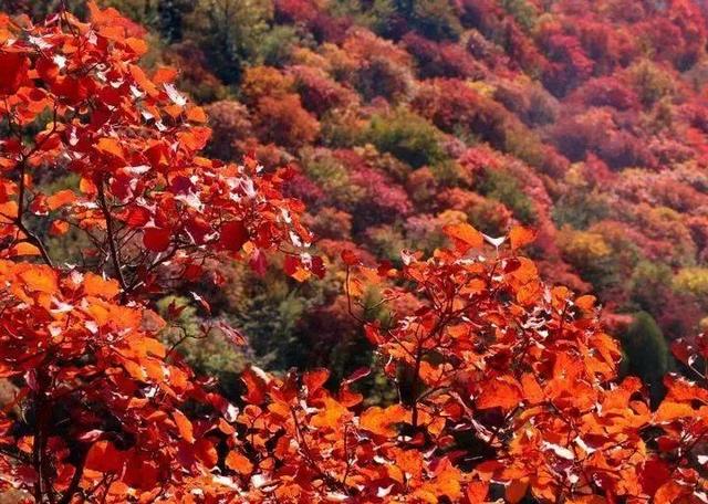 临沂这抹红，醉了秋日山水