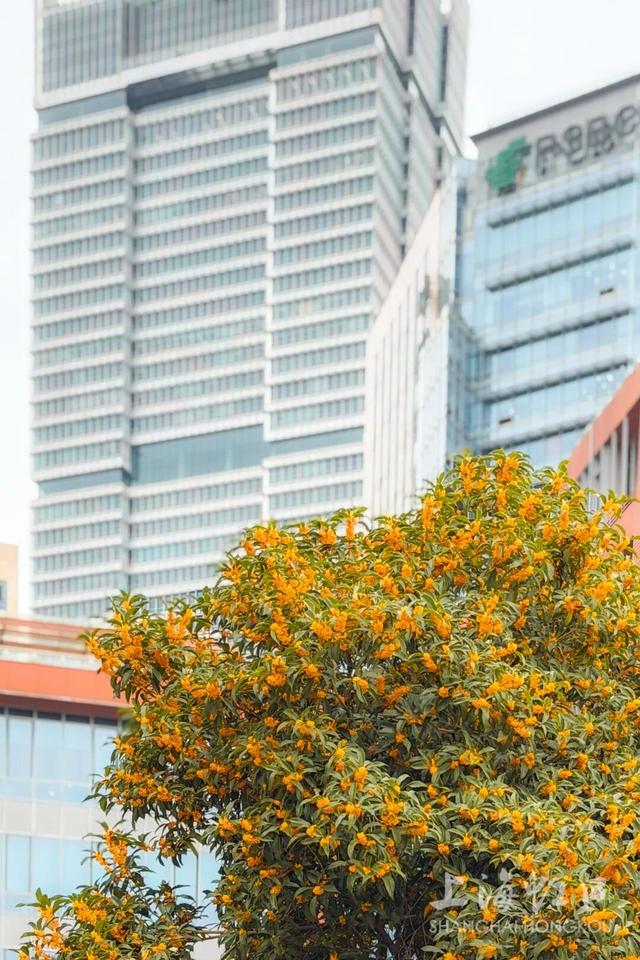 满城甜香，速赏桂花！莫要错过这迟来的秋日芬芳
