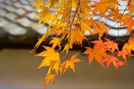 秋已深，念无恙！图片