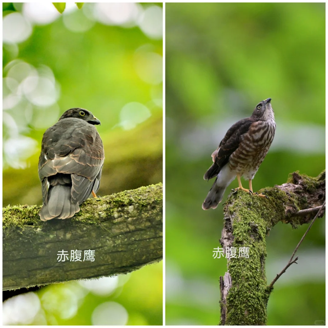 屯溪傍霞丨观鸟新手村·萌新练级刷野好去处~吃住游行全无忧！| 皖美夏日