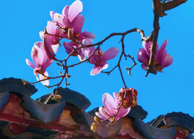 玉兰花开，网师园尽显中式浪漫