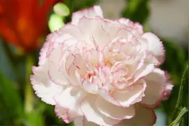 其实，儿女有没有出息，从“母亲”身上就能看出来图片