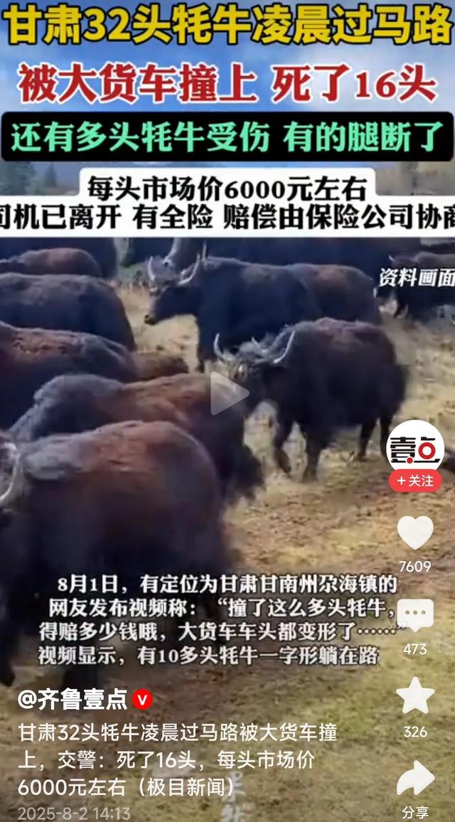 甘肃牦牛凌晨过马路被大货车撞上！死了16头，每头价值6千元左右