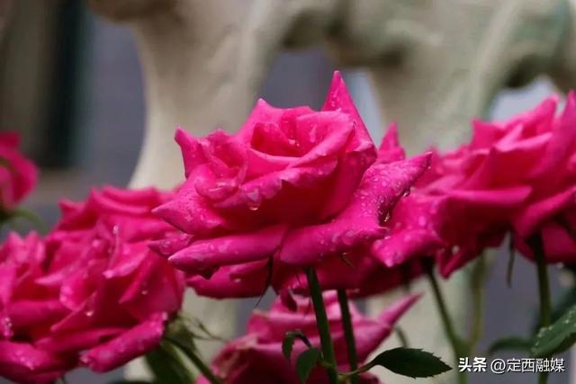 雨润临洮，秋光满故城
