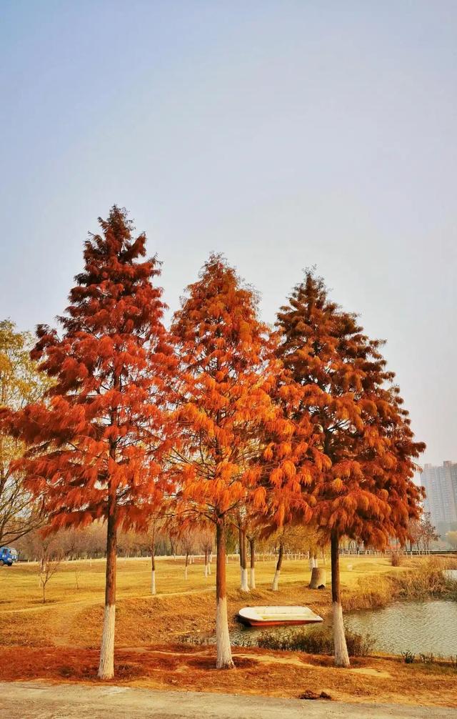 别都挤在从政坊了！洛阳还有这几处免费水杉，景美人少！
