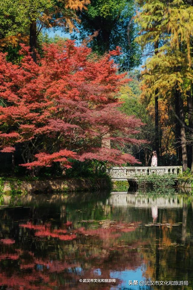 晴晴晴晴晴晴晴晴，东湖彩叶美出新高度！