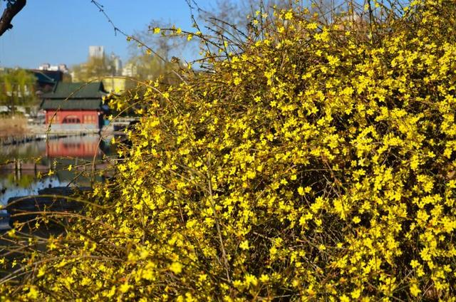 济南的春天，从一抹金黄开始！