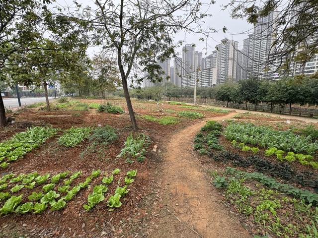 五象湖「最强景观」火了，公告成了废纸