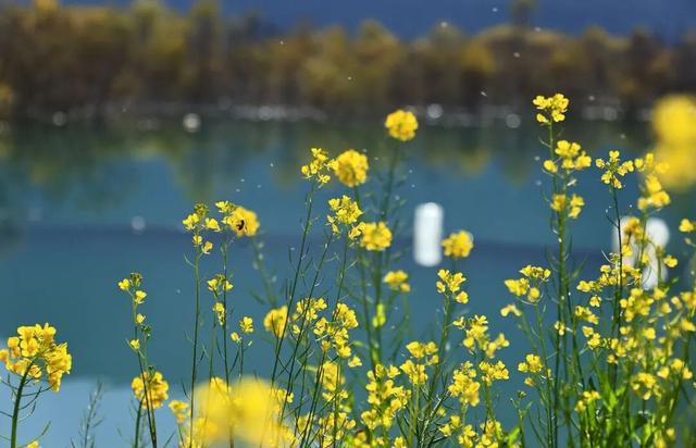 陇南油菜花提前开放，今天可以约起走！