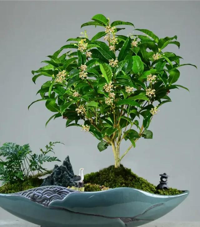 6种“镇宅花”，兔年养一盆，摆在客厅里，寓意着吉利，好运来