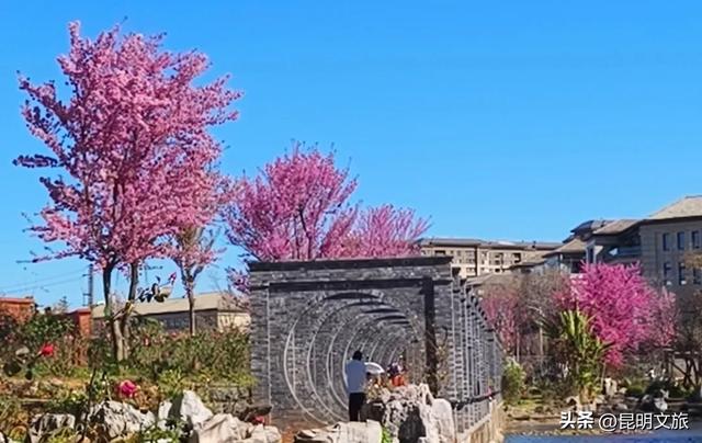 美炸！美炸！全国裹貂我赏樱！昆明最全冬樱赏花攻略来了，周末快冲~
