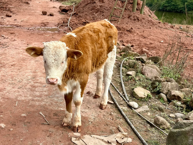 3刷这条野趣十足的徒步路线，成都1.5h可达，冷门清幽！