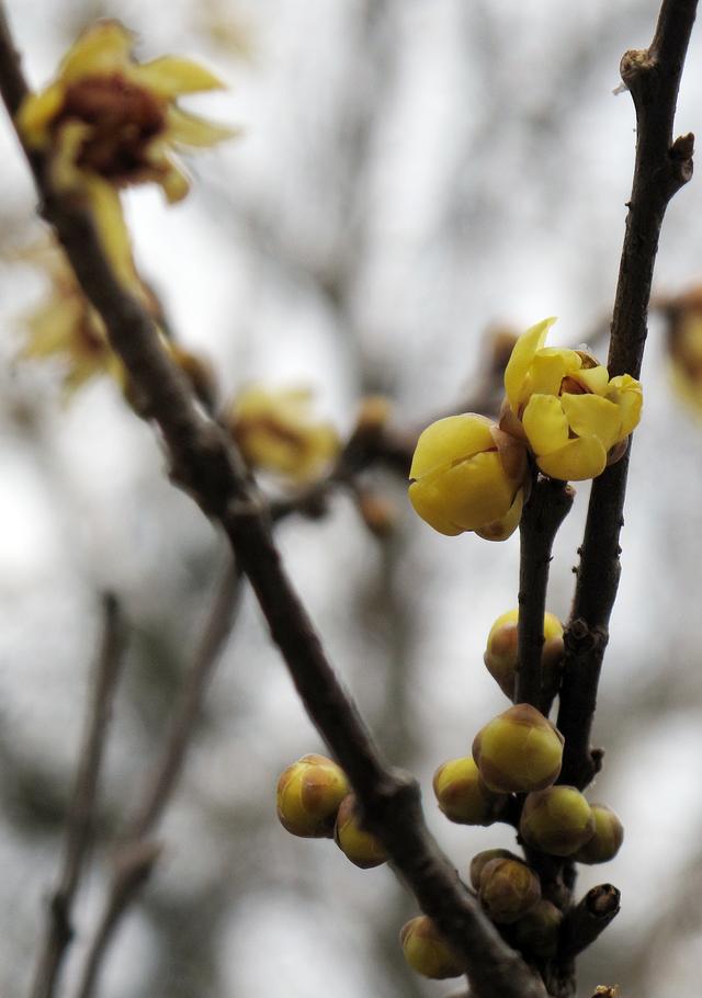北京大观园“梅花”提早绽放 古风新春景致惊艳亮相