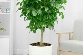 客厅种树有讲究，俗语“六树进家宅，升官又发财”，到底是哪六种图片