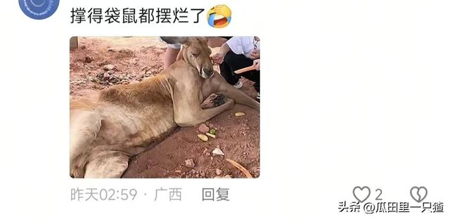 笑不活！国庆假期动物园的动物都吃yue了，网友:每逢佳节胖三斤