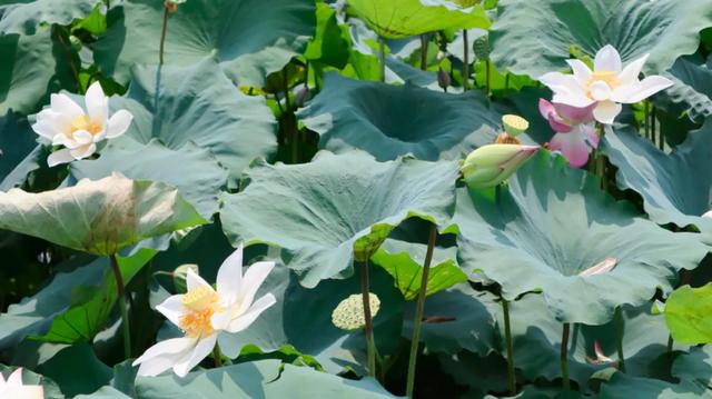 大美怀集!距离县城30多公里,有一处秘境