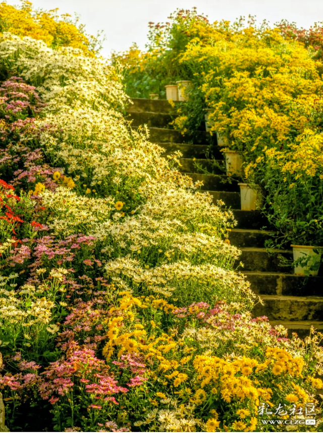 昆明大观公园｜金秋菊花展，旅拍很出片！（附攻略）