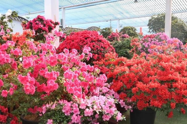 龙岩周末去哪儿｜看游龙、赏樱花，本周末必冲的两大惊喜目的地→