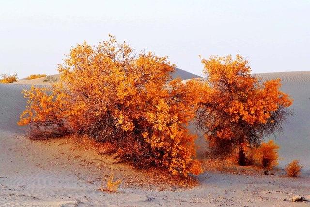 出片率100%！赴一场沙漠胡杨的金色之约