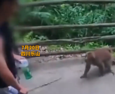 峨眉山泼猴又上热搜！多名游客遭追逐滚下山，景区回应：无法避免
