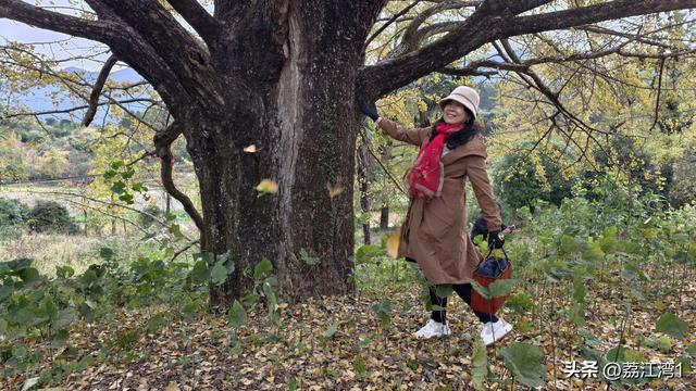 金叶映古村，醉美长岗岭