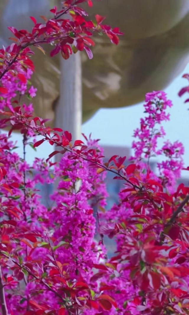 沙雅春天太美了