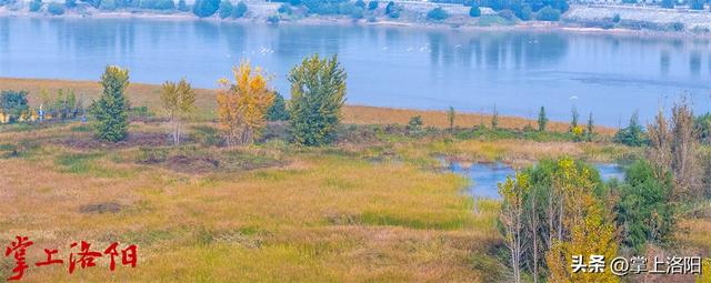 层林尽染！洛阳黄河两岸秋景已上线