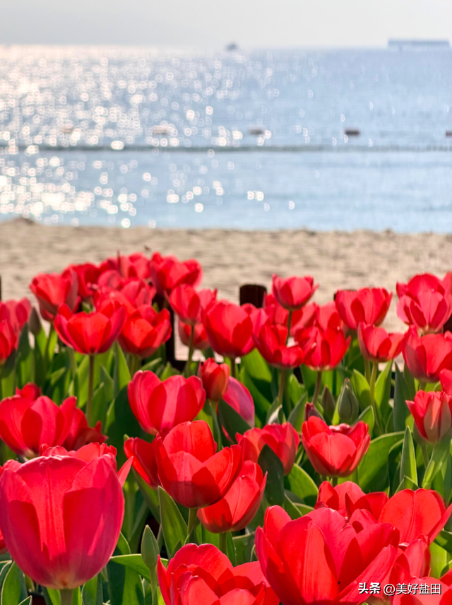 不好意思，今年春节盐田又火了！