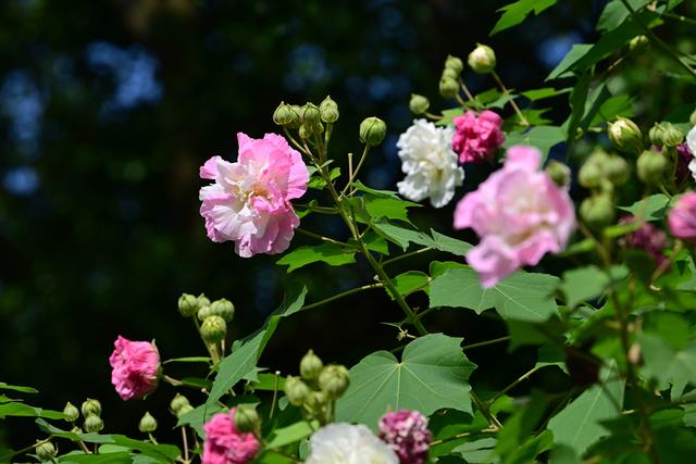 最近没时间逛月湖？来屏上赏秋，别错过这美景！