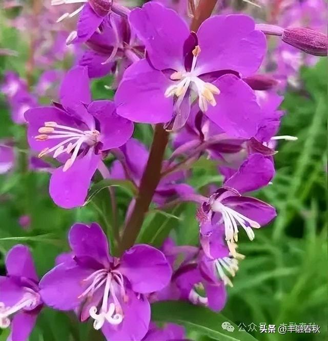 内蒙古高原上绽放的柳兰花｜李 芳