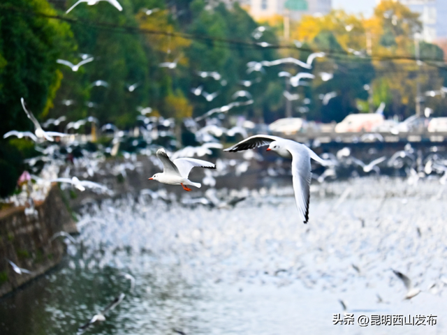 鸥了鸥了，红嘴鸥大部队即将抵达！这些小众“鸥”遇点千万别错过
