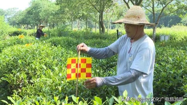 文旅大会打卡点！柳城这个地方正在“美颜”中