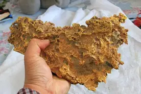 捡到狗头金不用上交？新疆牧民捡15.7斤狗头金，价值连城却不敢卖图片