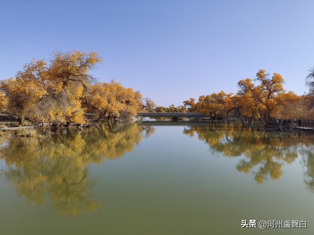 额济纳旗胡杨林