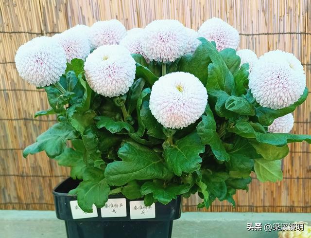 “中山秋韵，菊映盛世”，赏菊南京中山植物园（上）