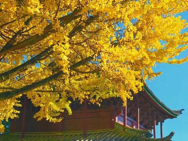 丽江480岁古银杏黄了！白沙古镇里藏着一个金色的浪漫