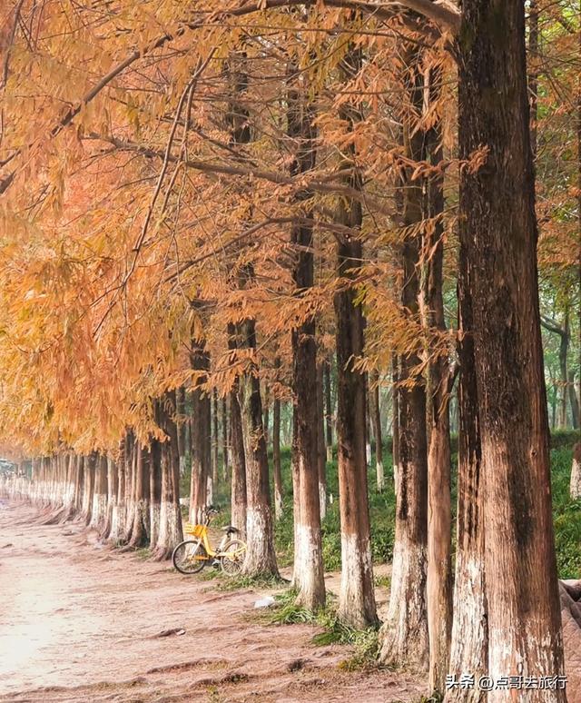 成都旅游真厉害，水杉红又被国际“种草”，这5处超级壮观！