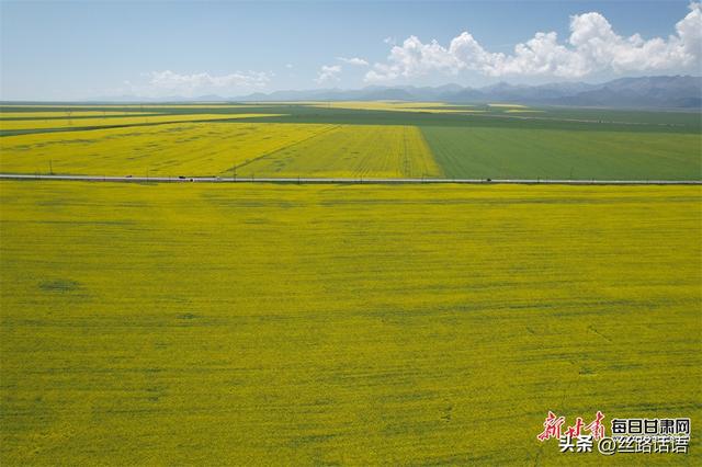 【镜观陇原】祁连山下铺金色 山丹马场处处景
