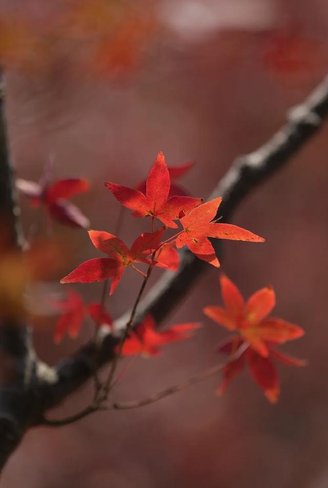 这是冬天？厦门暖冬花花花花花花样缤纷~