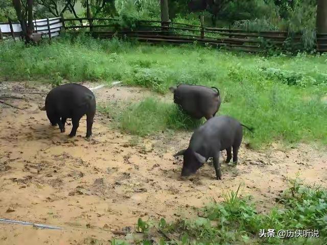 西方专家：中国往沙漠里放了10万头黑猪，竟把2万亩沙地变成绿洲
