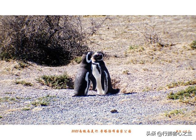 南极南美三国行游影记（76）—阿根廷旁塔汤布国家公园（三）